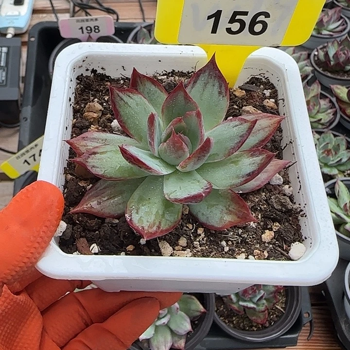 心***成156 惊鸿仙子多肉植物