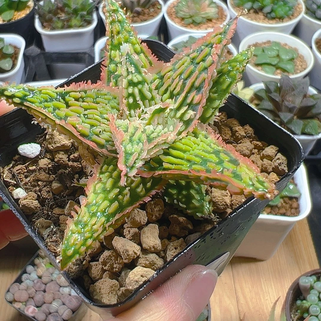 荔***e5299玉露多肉植物一颗