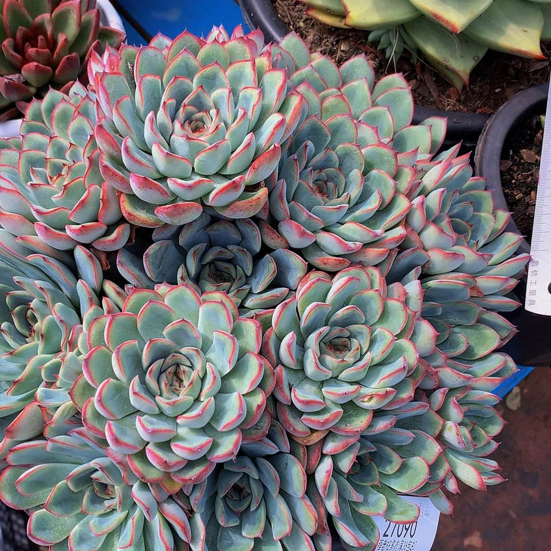 W***M荷花27090多肉多肉