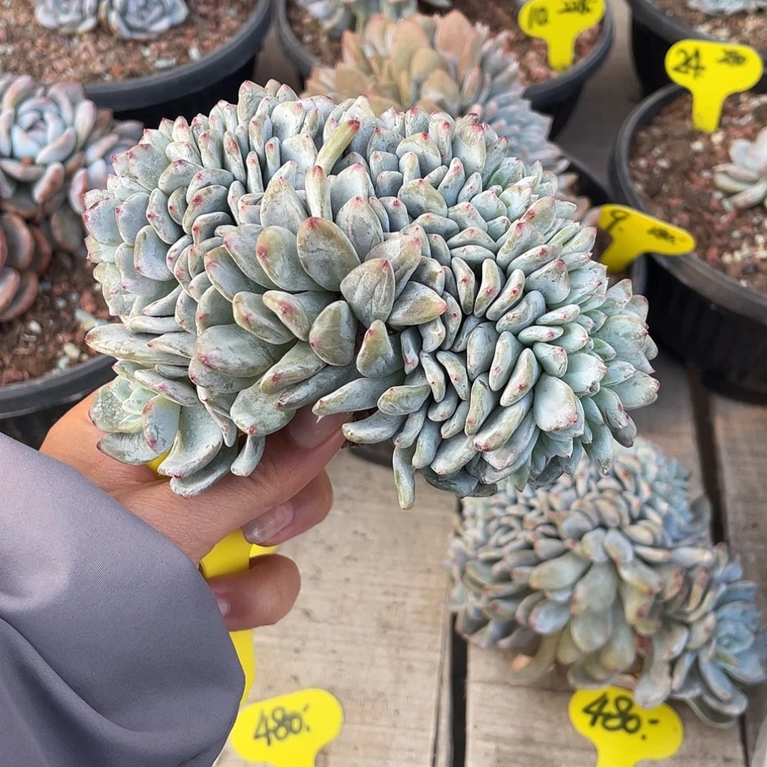 实生星影缀化小树