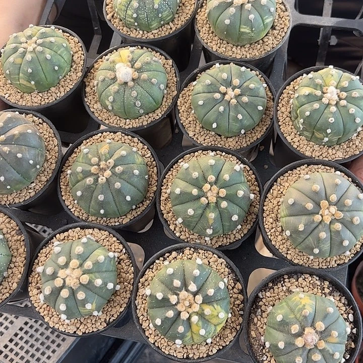 星兜锦随机一盆发货