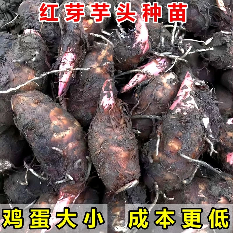 广西红芽芋头种子苗正品芋头芋仔苗芋头种香糯蔬菜小香粉芋子自种
