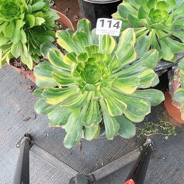 亦****鸿114多肉植物、彩蝶