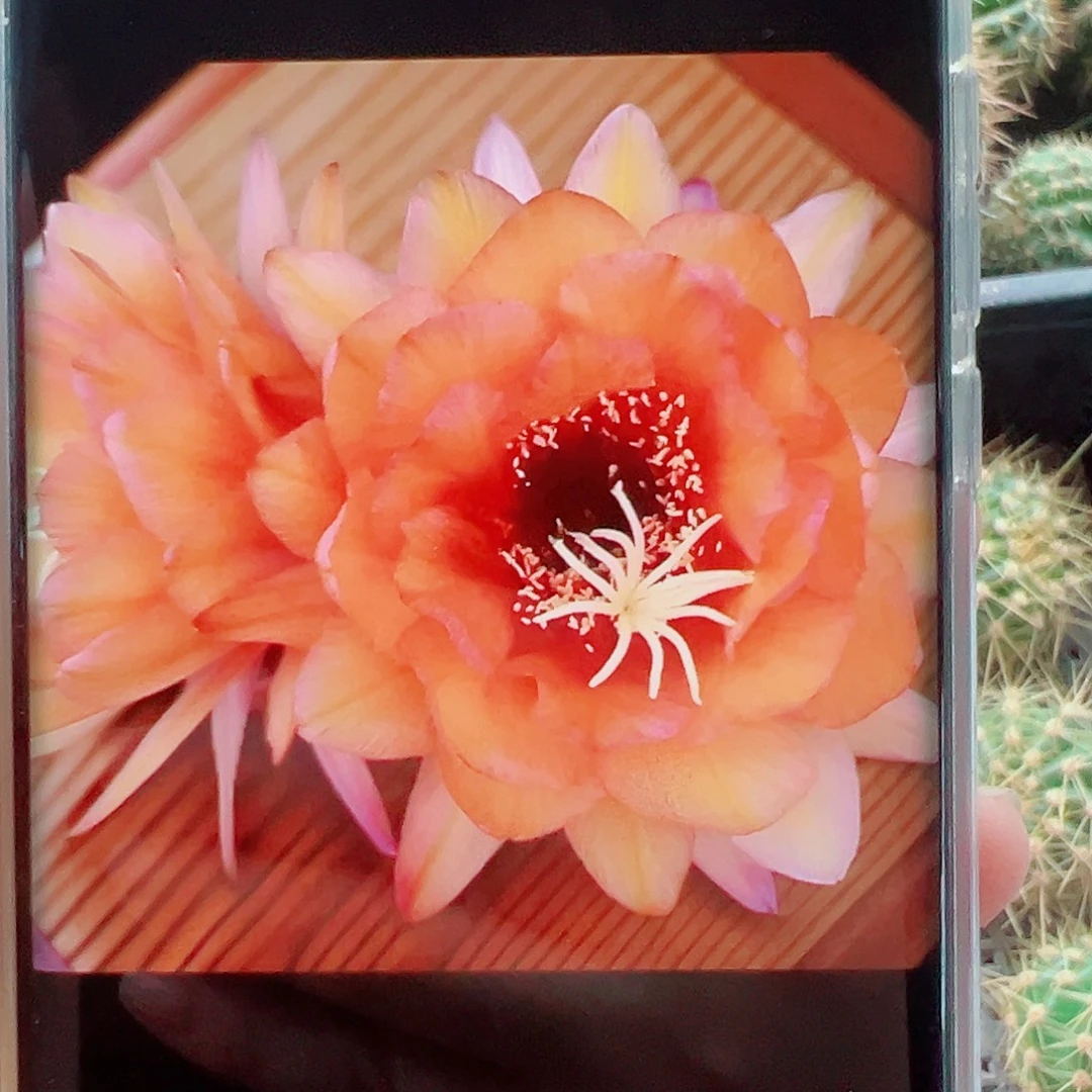 毛花柱星橙侧芽 20 包邮