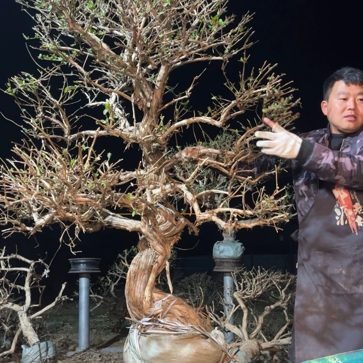 当前无花栽培后可以开花