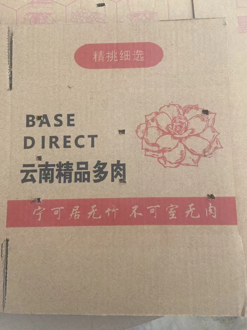 1号链接一物一拍，精品多肉植物