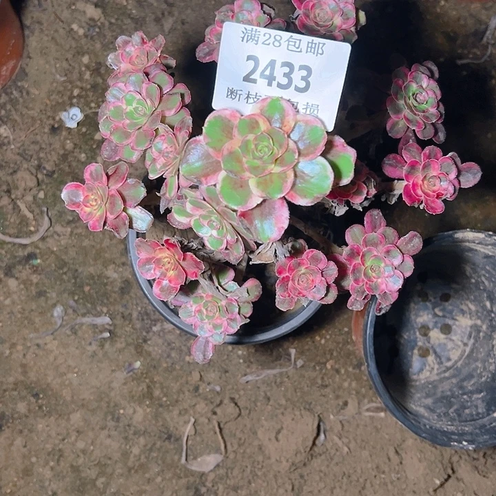 2433香奈尔多肉植物保护