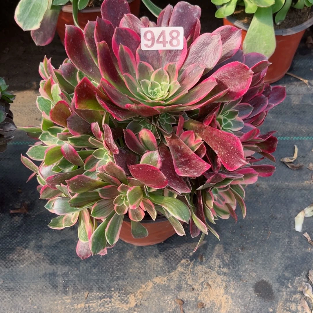 948金丝雀多肉植物