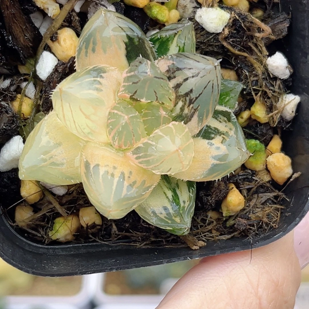 54糊斑趋势龙爪玉露锦福利专场
