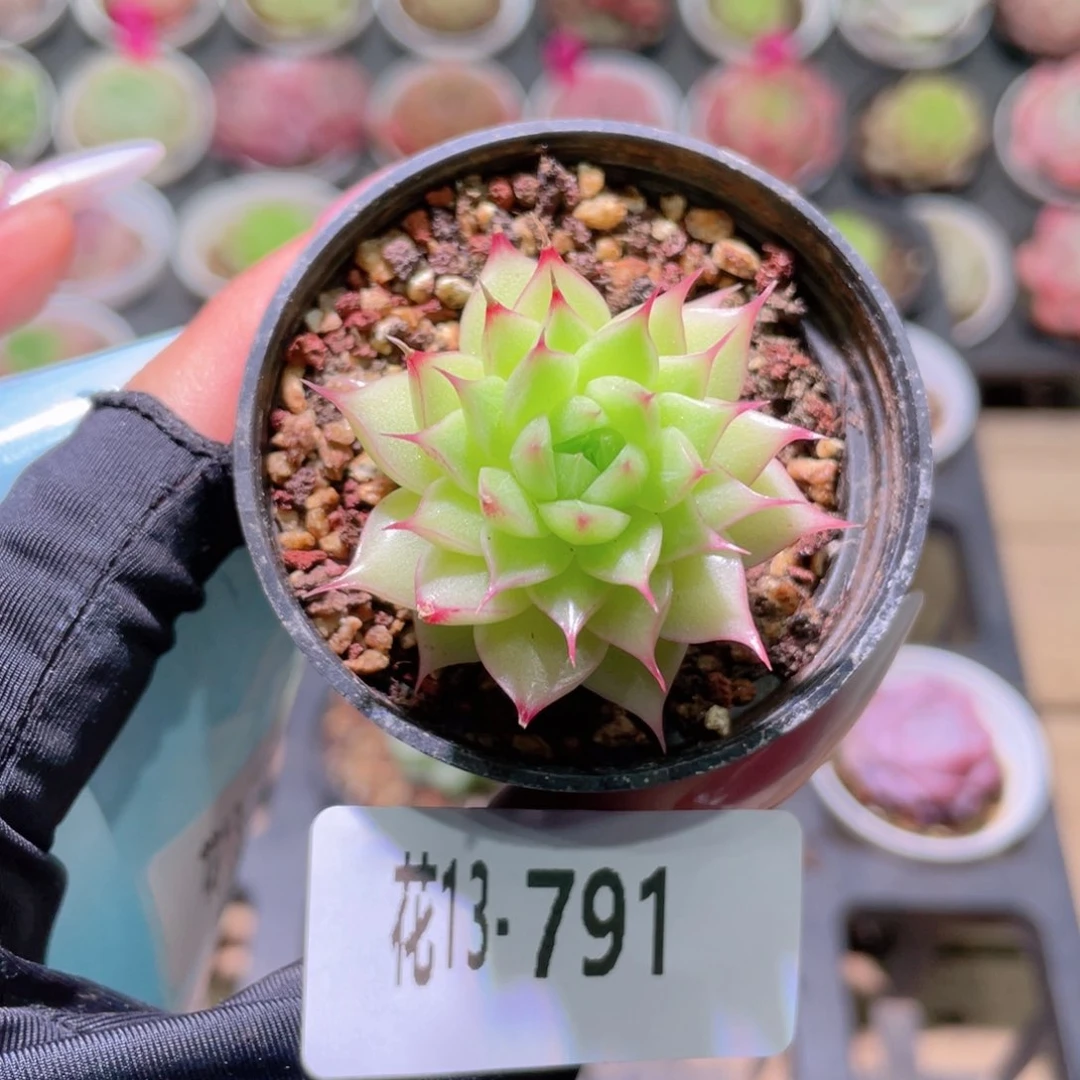 花利美13-791海王