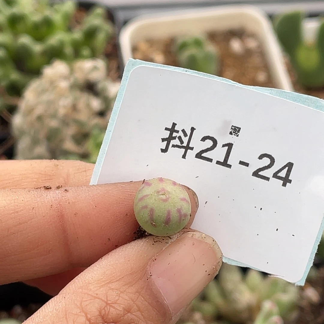 荔***糖21-24肉锥多肉植物