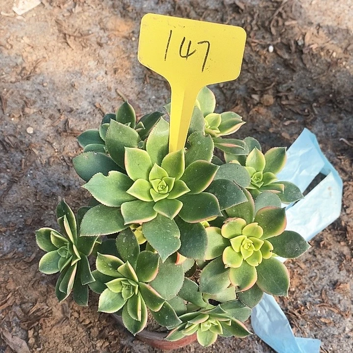 147 一颗艳日辉法师多肉