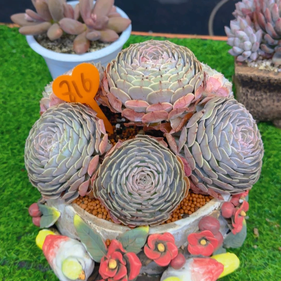 张*然816多肉植物一物一拍