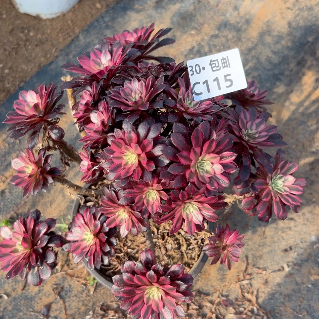 115 多肉法师黑铜白