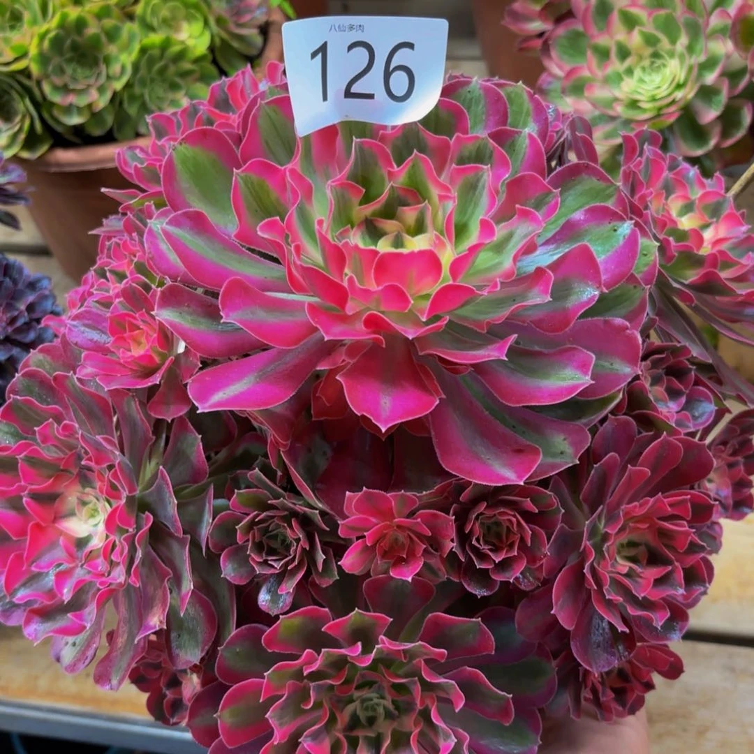 126多肉植物男神