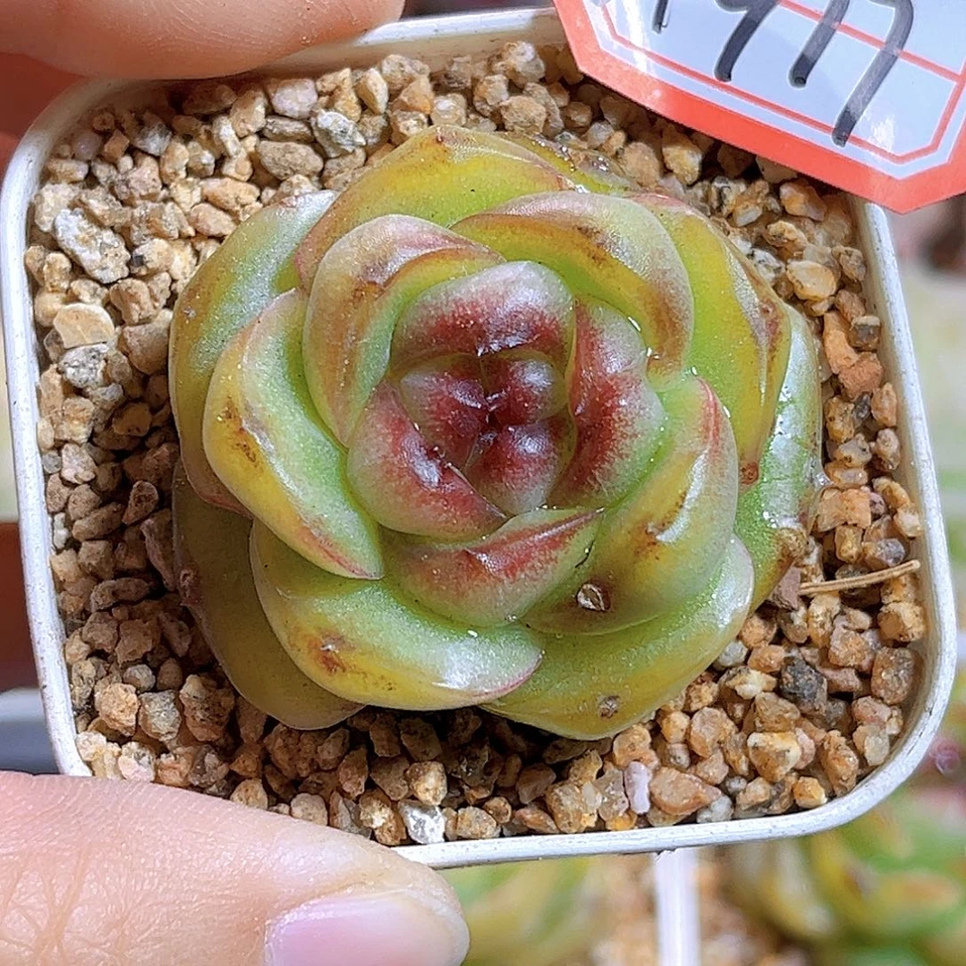 H977幽灵公主  满18包邮