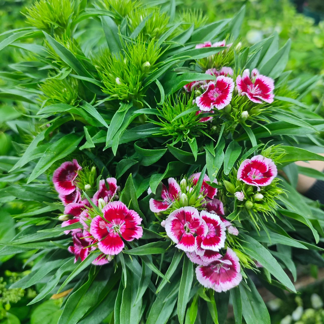 石竹梅 盆栽花卉花期长易爆花多年生室内阳台美观易养护