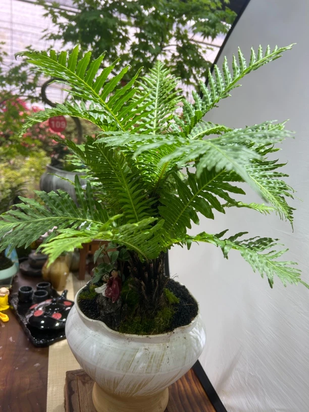 富贵蕨室内绿植好养易活盆栽