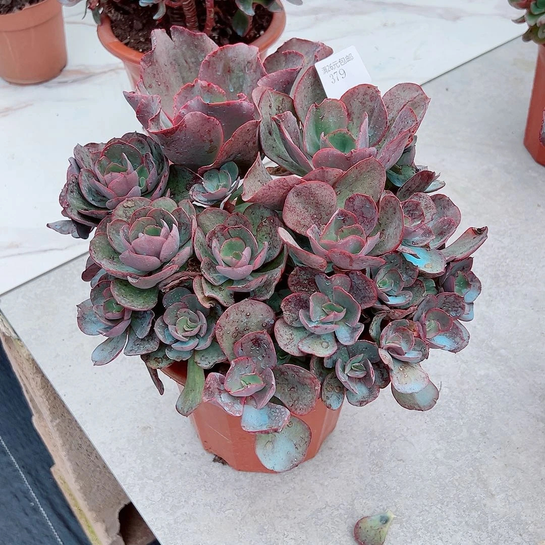 心***情379秀妍多肉植物多肉