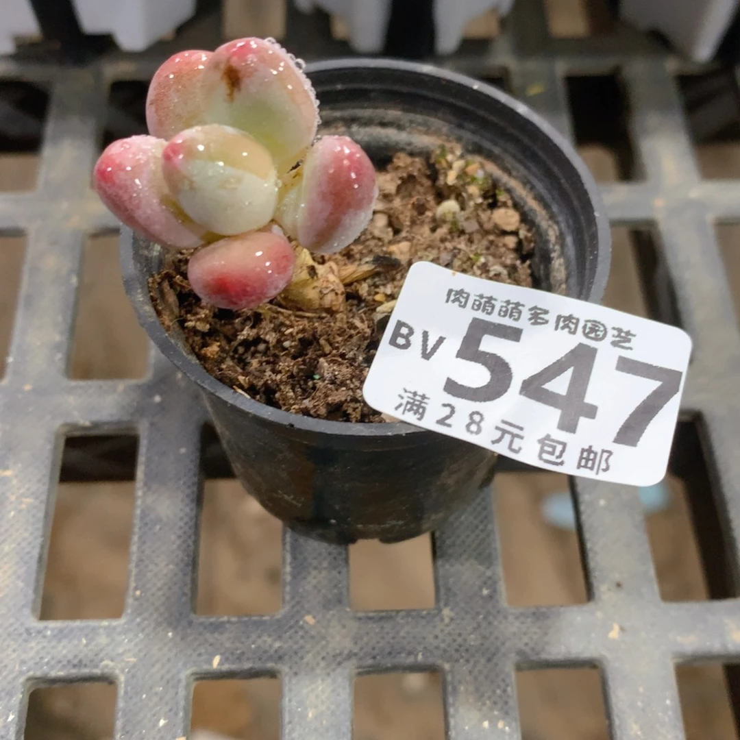 肉萌萌5cm拇指盆精控多肉BV547