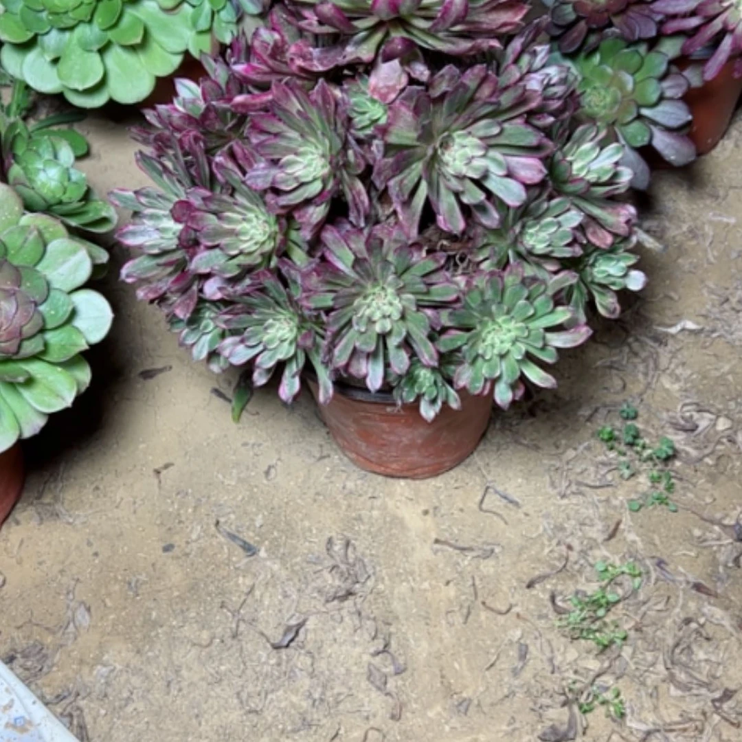 【闪购商品】1**?多肉植物黑牡丹24