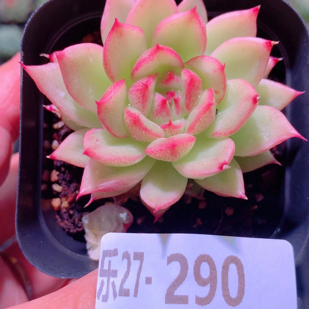 乐然27-290 菊花台