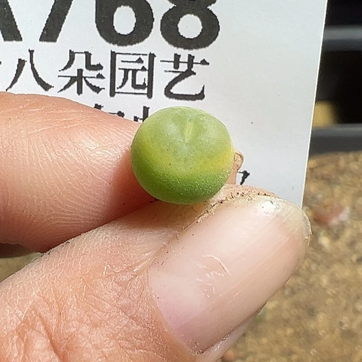 768号拉登杂多肉植物
