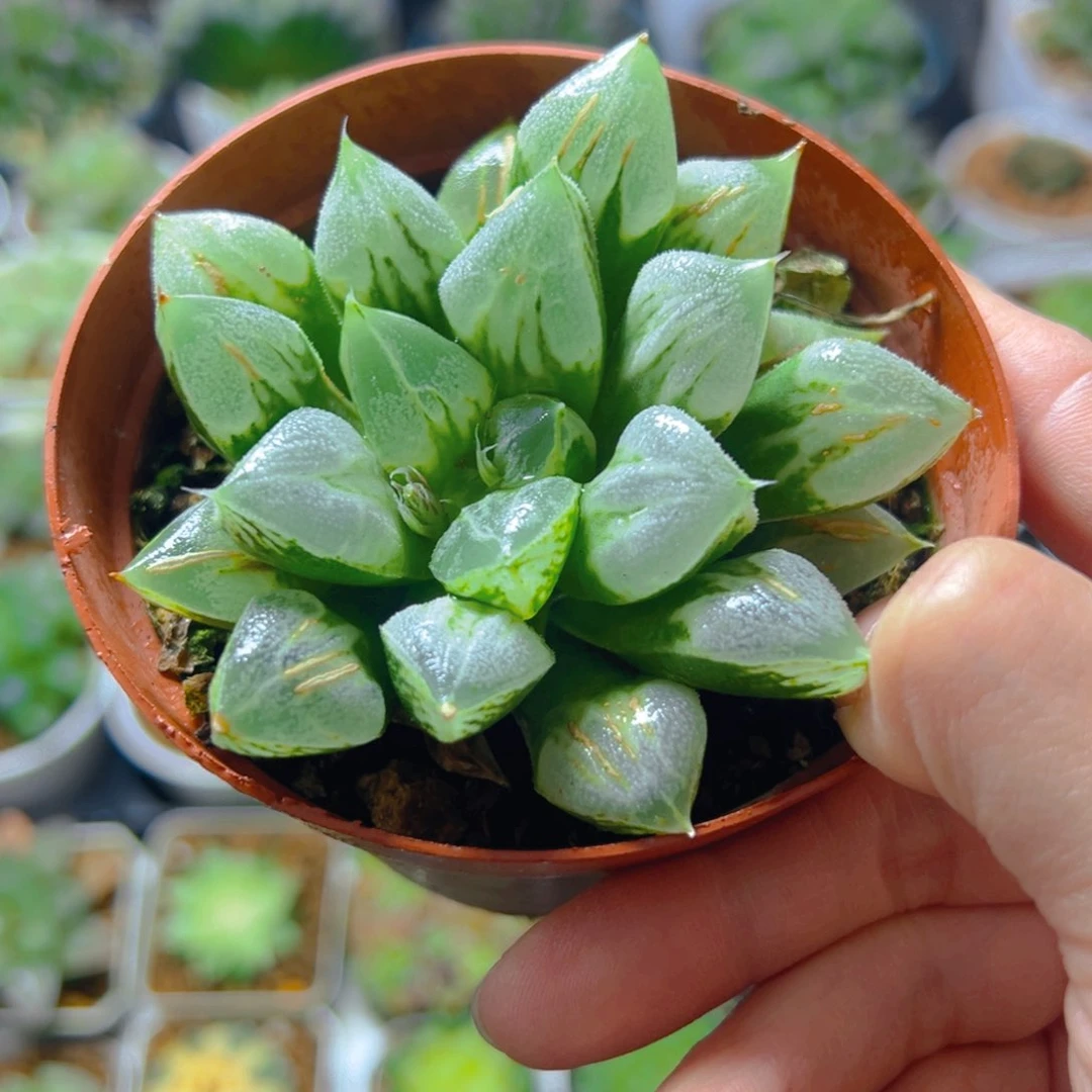 红盆爱心寿母本玉露