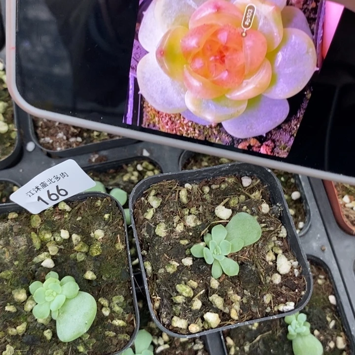 标166甜心p103一个多肉