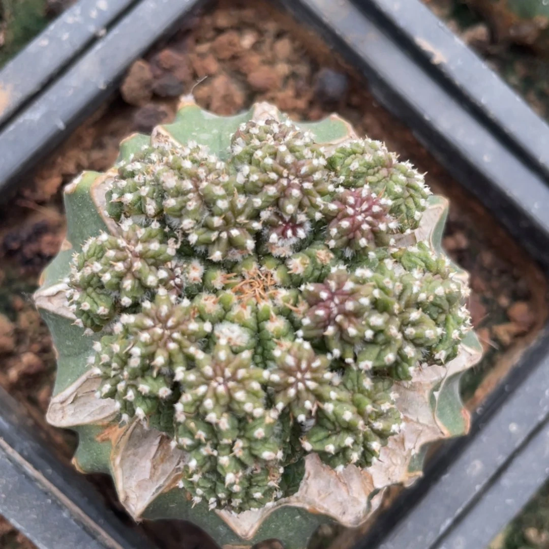 全部花朵大玉老花笼群体