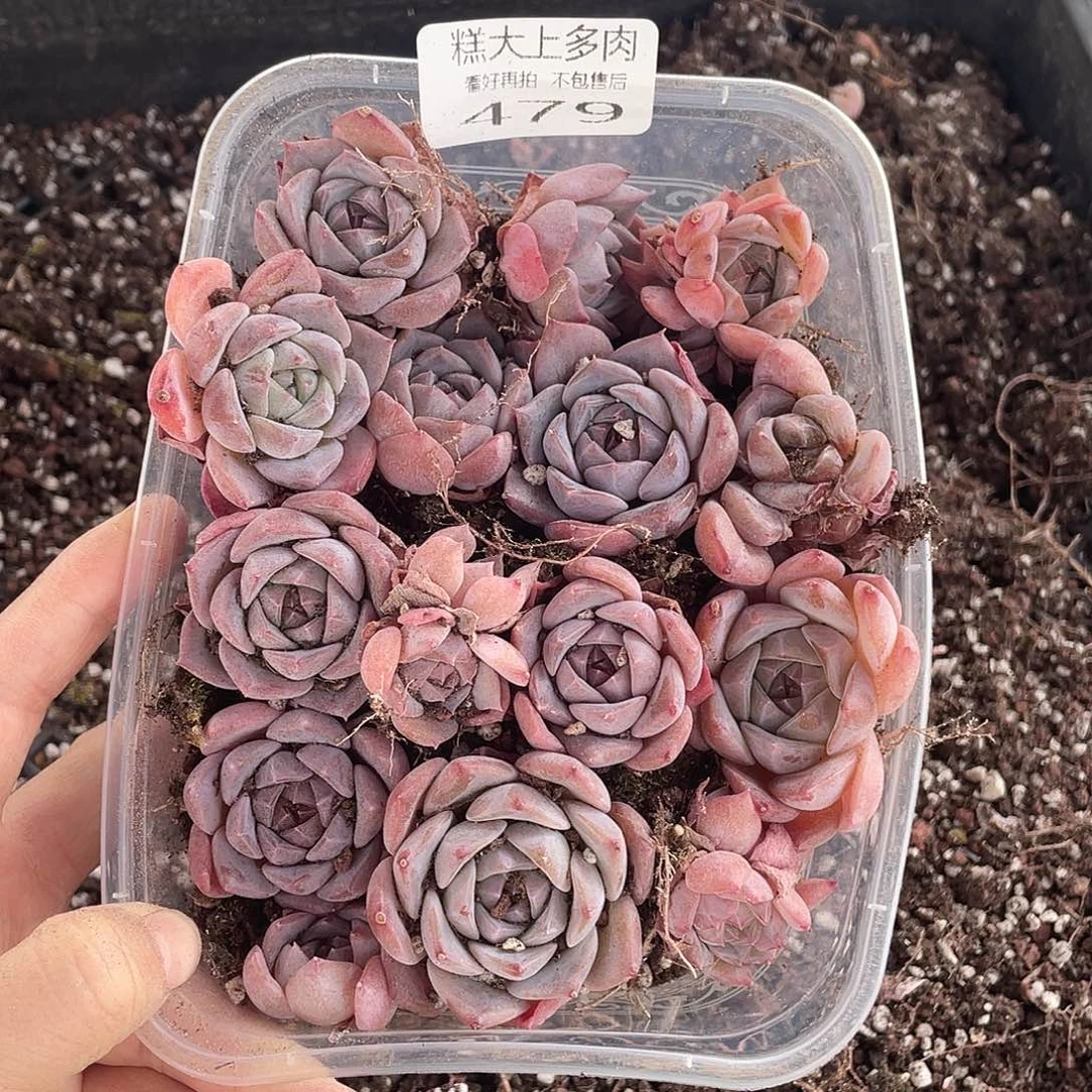 糕大上多肉植物479
