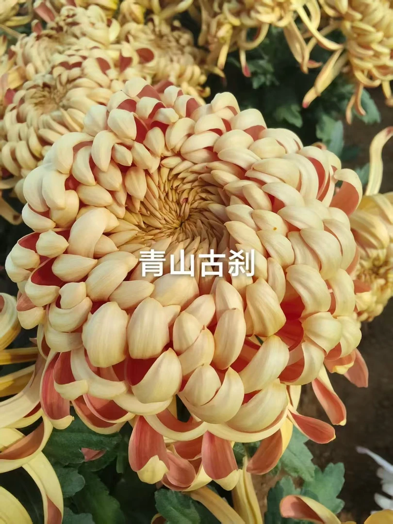 （青山古刹）原盆原土 带花苞货发货
