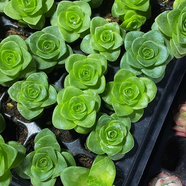 小鸡蛋玫瑰1元带土发