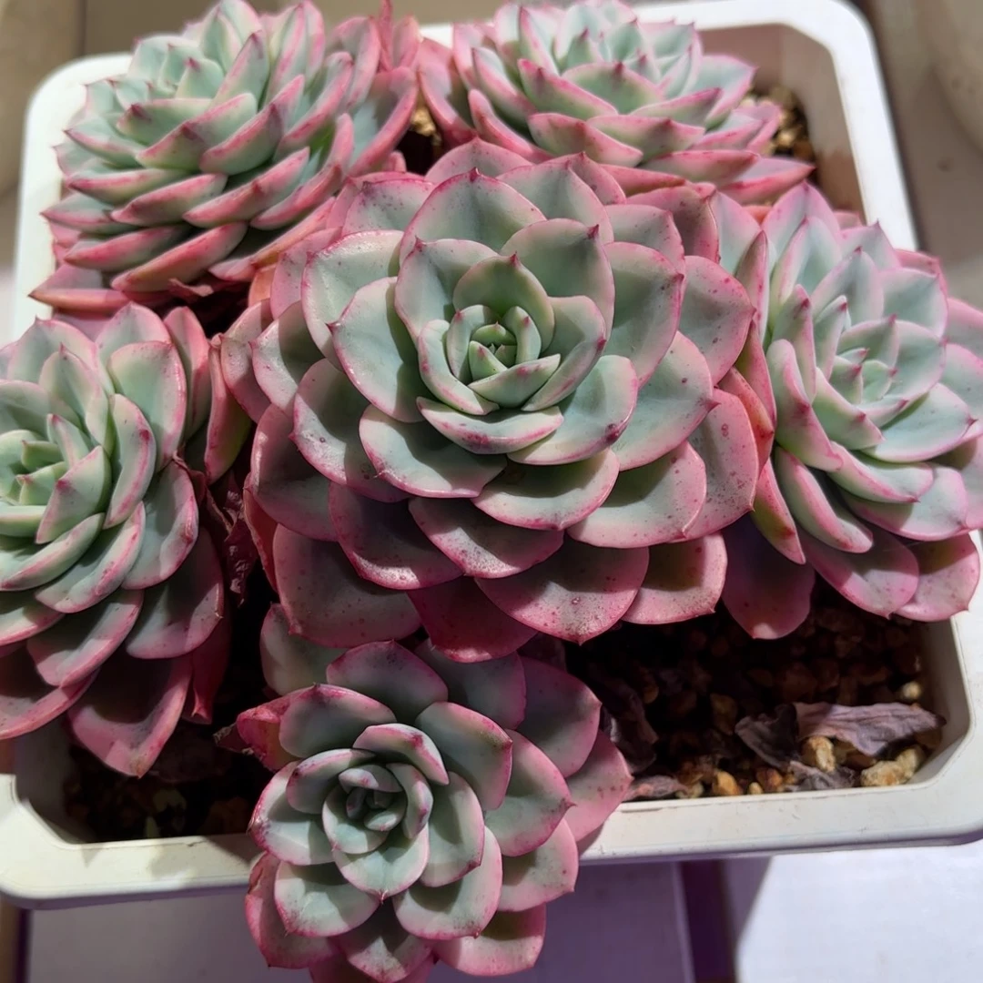 奶油黄桃锦多肉植物