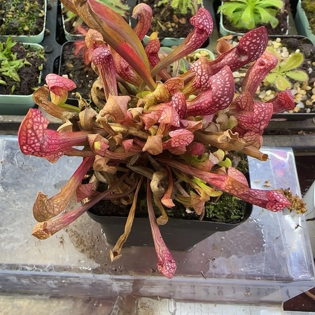 无花朵猩红鹦鹉瓶子