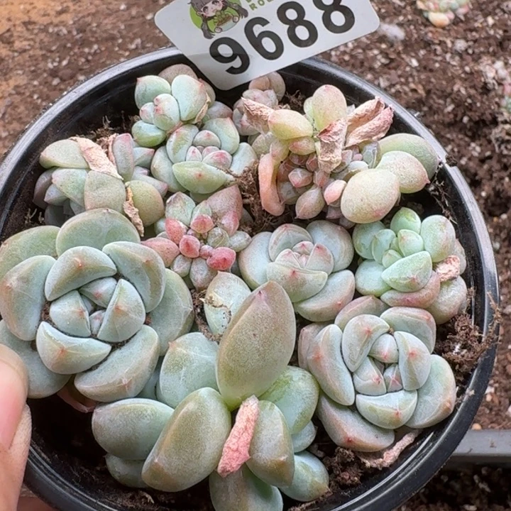 当前无花朵，栽培后可花朵多肉植物多肉植物