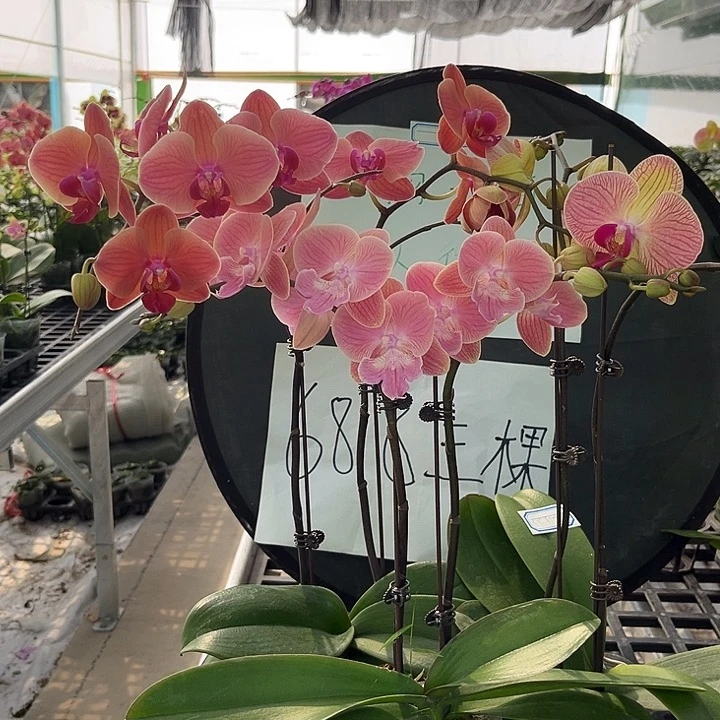 大部分花苞少量开放唯美。和弦。小桔灯。