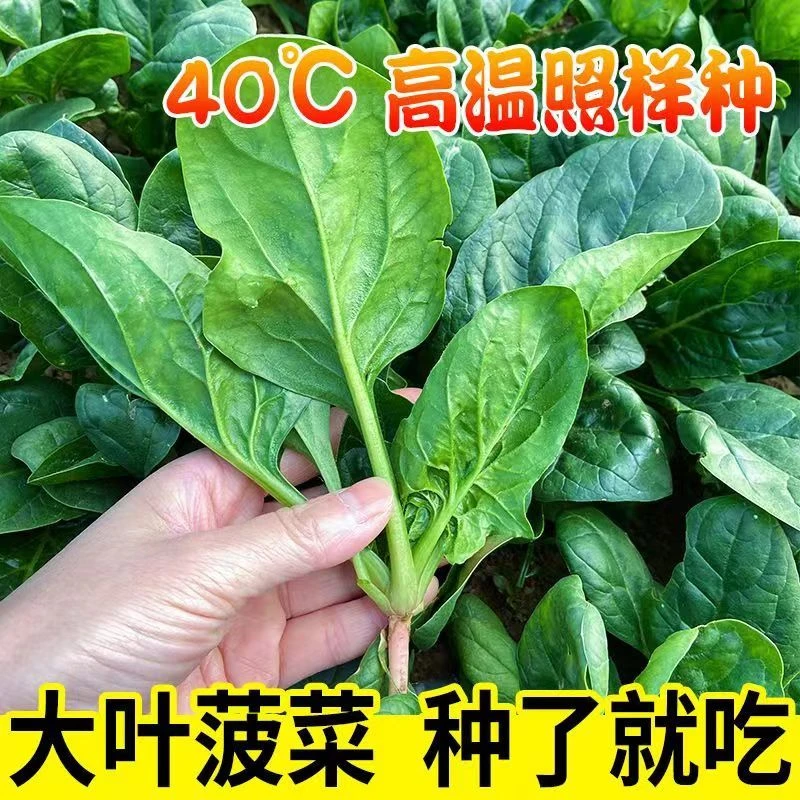【四季播种】大叶菠菜种子春夏秋冬四季播种阳台小院抗热蔬菜种籽
