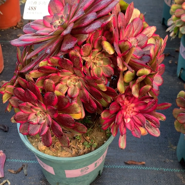 488红金刚多肉植物特价
