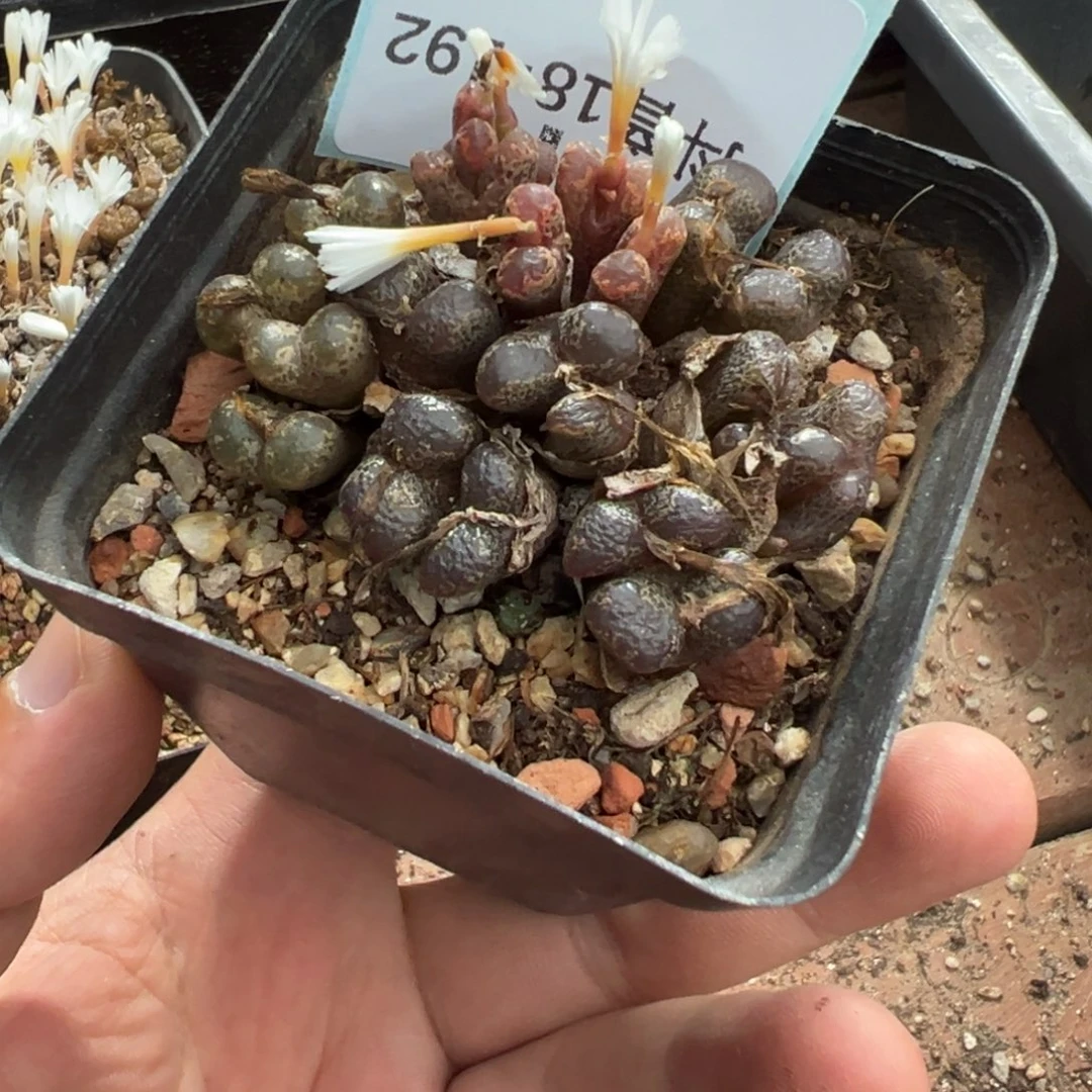 18-192肉锥多肉植物