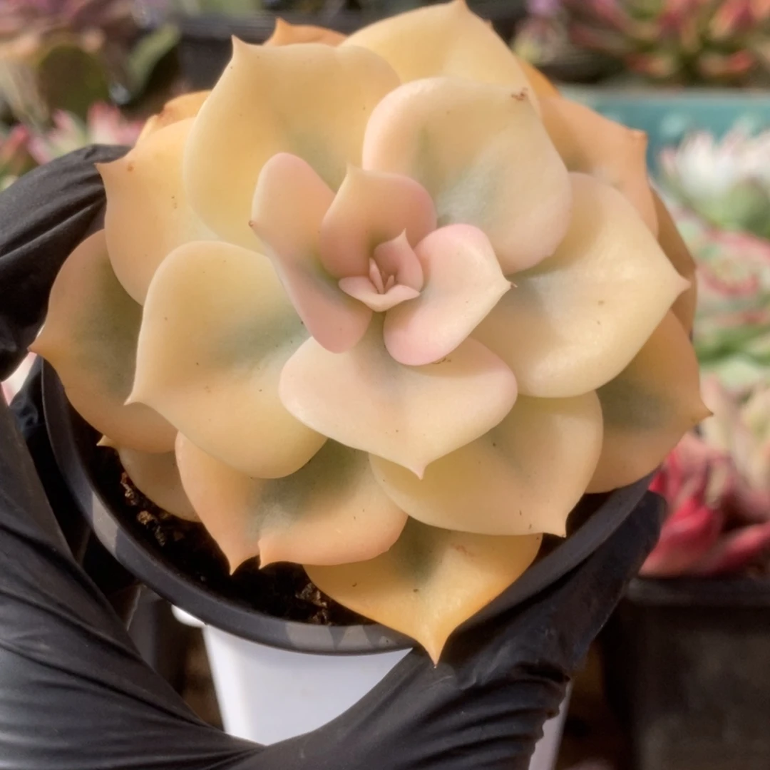 274双子座锦锦锦锦锦