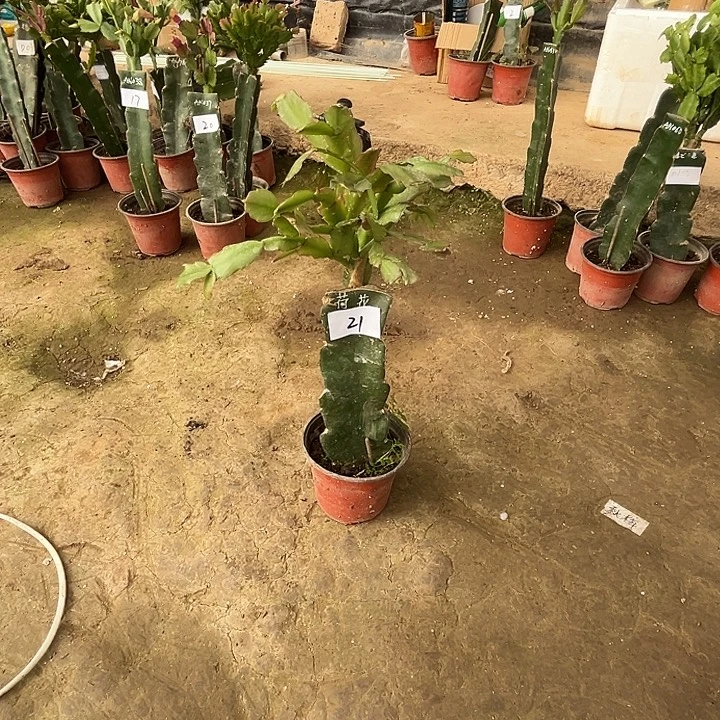 完全开放21.. 荷花仙子