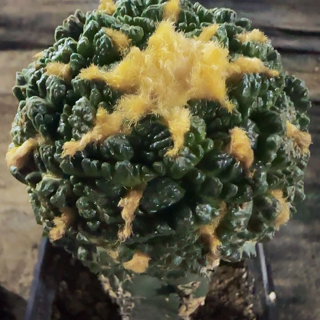 老系龟甲363仙人球开花