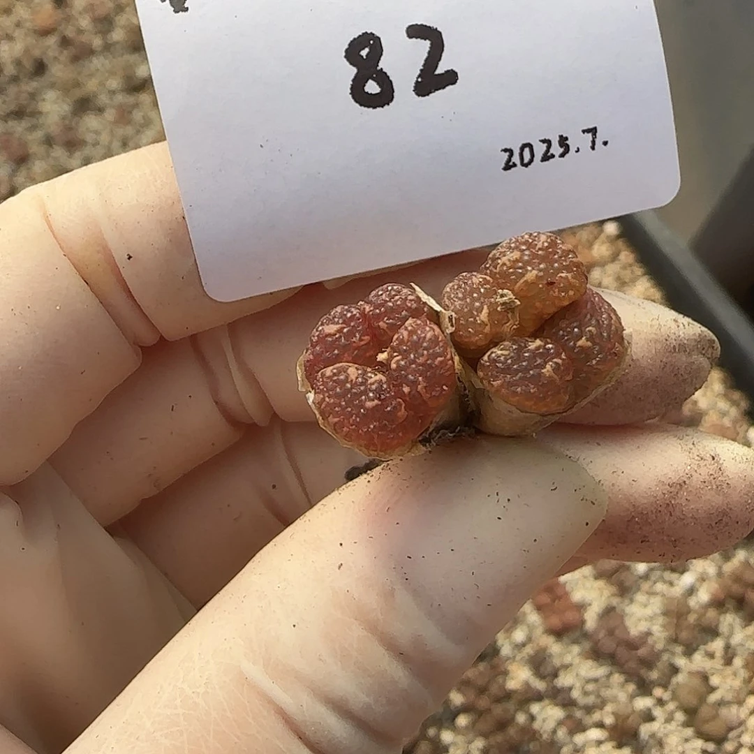 吉***祥多肉多肉多肉7.25-082