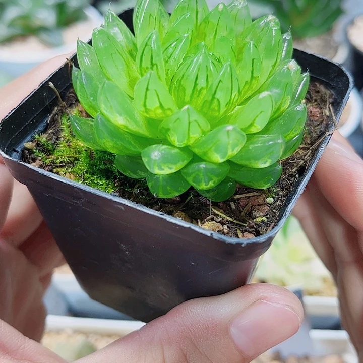 蝉翼雨露新手好养