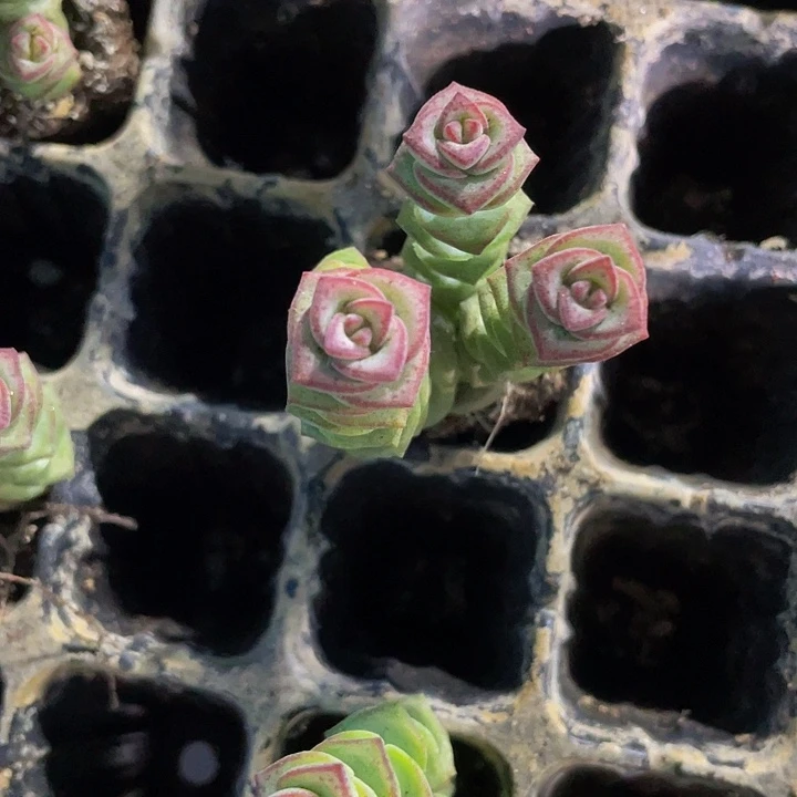 小钱串1元带土发