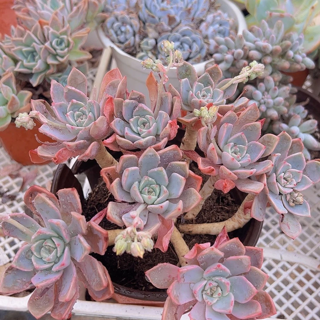 老桩红粉佳人一盆