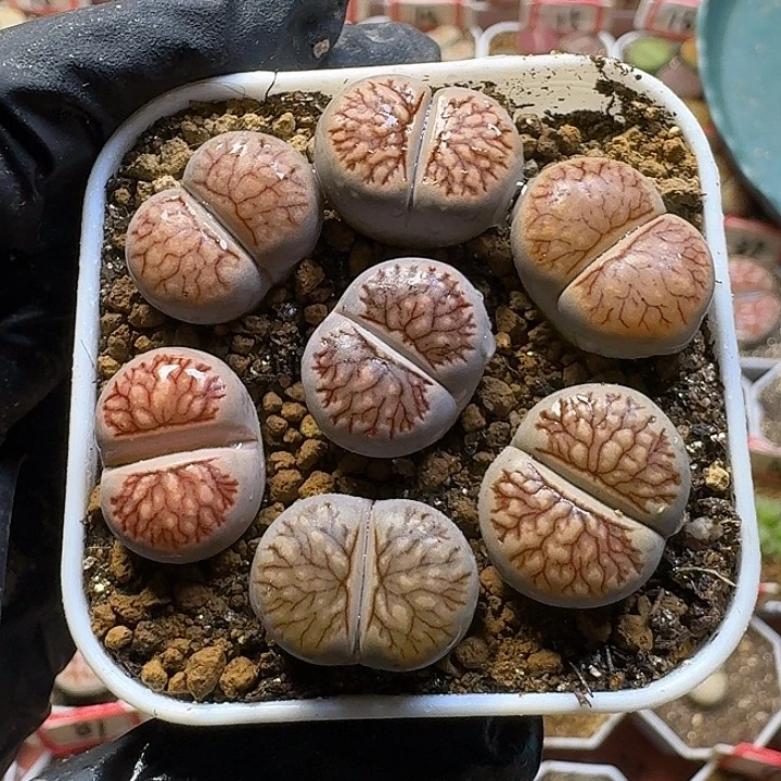 小***俞生石花2:：。在。 72号