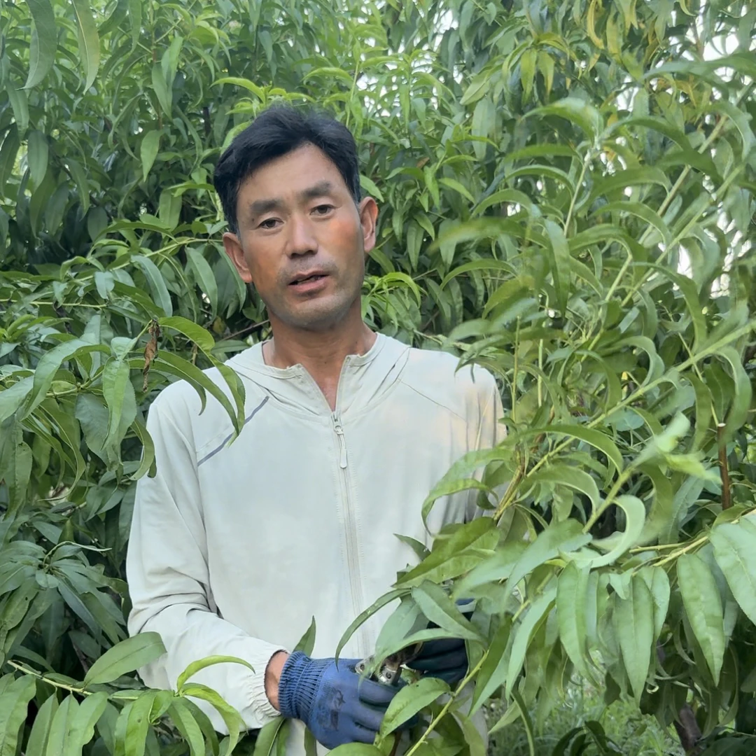 桃树各种品种枝条