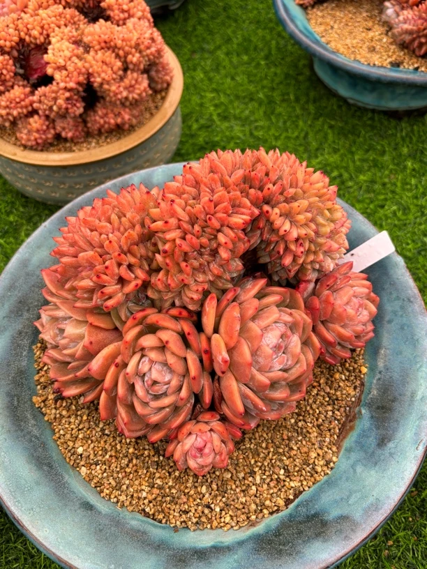 多肉植物一物一拍，韩橙缀，20cm